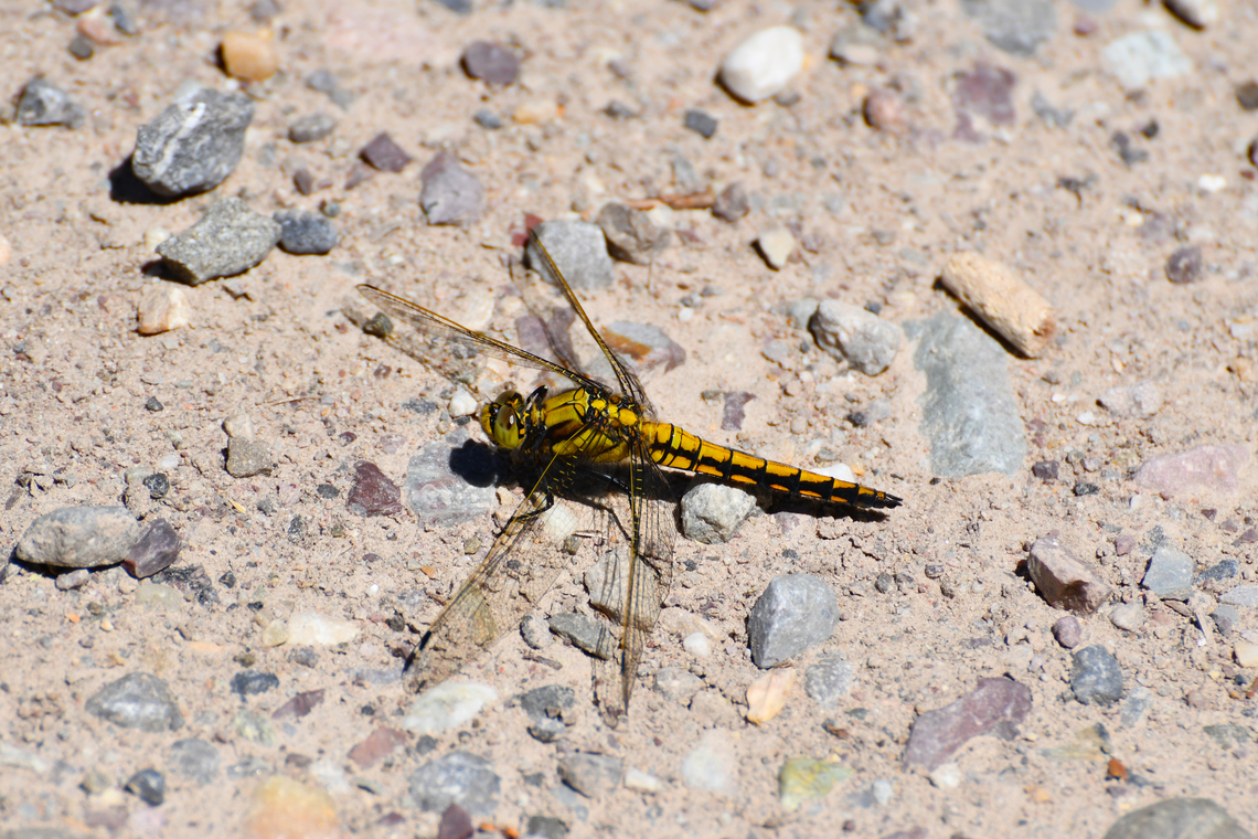 Black-tailed skimmer - Orthetrum cancellatum R&eacute;serve naturelle du Taubergiessen, Germany  Black-tailed skimmer,Geotagged,Germany,Orthetrum cancellatum,Spring