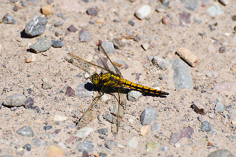 Black-tailed skimmer - Orthetrum cancellatum R&eacute;serve naturelle du Taubergiessen, Germany  Black-tailed skimmer,Geotagged,Germany,Orthetrum cancellatum,Spring