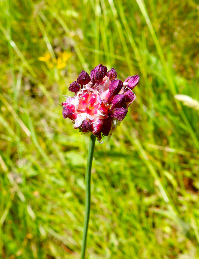 Crow garlic - Allium vineale R&eacute;serve naturelle du Taubergiessen, Germany  Allium vineale,Crow garlic,Geotagged,Germany,Spring