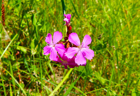 Carthusian pink - Dianthus carthusianorum R&eacute;serve naturelle du Taubergiessen, Germany. Carthusian Pink,Dianthus carthusianorum,Geotagged,Germany,Spring