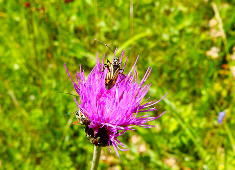 Hadrodemus m-flavum Réserve naturelle du Taubergiessen, Germany.  Geotagged,Germany,Hadrodemus m-flavum,Spring