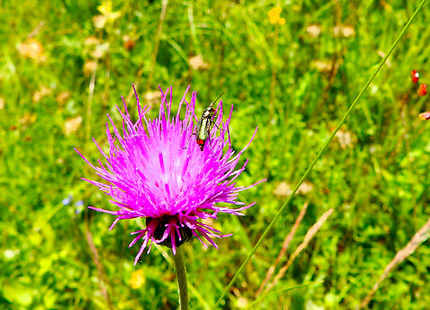 Malachite beetle - Malachius bipustulatus Réserve naturelle du Taubergiessen, Germany.  Geotagged,Germany,Malachite beetle,Malachius bipustulatus,Spring