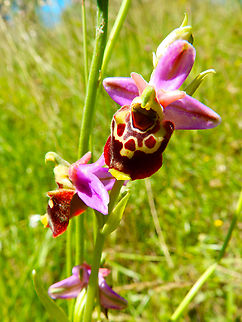 Ophrys fuciflora Réserve naturelle du Taubergiessen, Germany.  Geotagged,Germany,Ophrys fuciflora,Spring