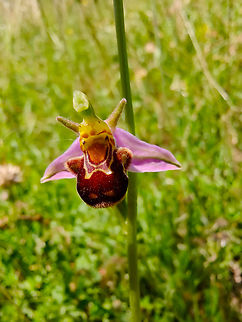 Ophrys apifera Réserve naturelle du Taubergiessen, Germany.  Geotagged,Germany,Ophrys apifera,Spring