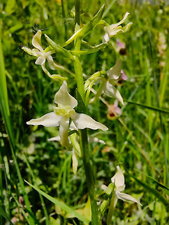 Greater Butterfly-orchid - Platanthera chlorantha R&eacute;serve naturelle du Taubergiessen, Germany.  Geotagged,Germany,Greater Butterfly-orchid,Platanthera chlorantha,Spring