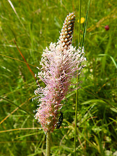 Hoary plantain - Plantago media R&eacute;serve naturelle du Taubergiessen, Germany.  Geotagged,Germany,Hoary plantain,Plantago media,Spring