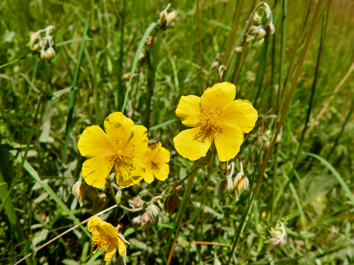 Common Rock-Rose - Helianthemum nummularium R&eacute;serve naturelle du Taubergiessen, Germany.  Common Rock-Rose,Geotagged,Germany,Helianthemum nummularium,Spring