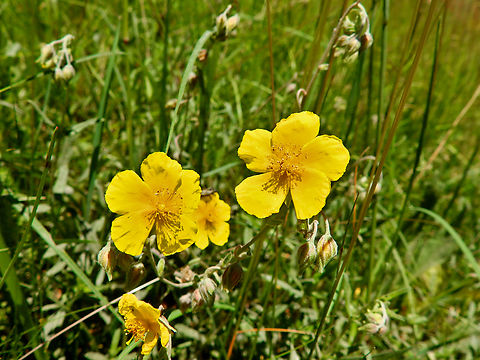 Common Rock-Rose - Helianthemum nummularium Réserve naturelle du Taubergiessen, Germany.  Common Rock-Rose,Geotagged,Germany,Helianthemum nummularium,Spring