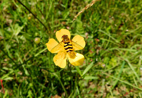 Common Flower Fly - Syrphus ribesii Réserve naturelle du Taubergiessen, Germany.  Common Flower Fly,Geotagged,Germany,Spring,Syrphus ribesii