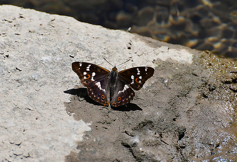 Purple Emperor - Apatura iris Réserve naturelle du Taubergiessen, Germany.  Apatura iris,Geotagged,Germany,Purple Emperor,Spring