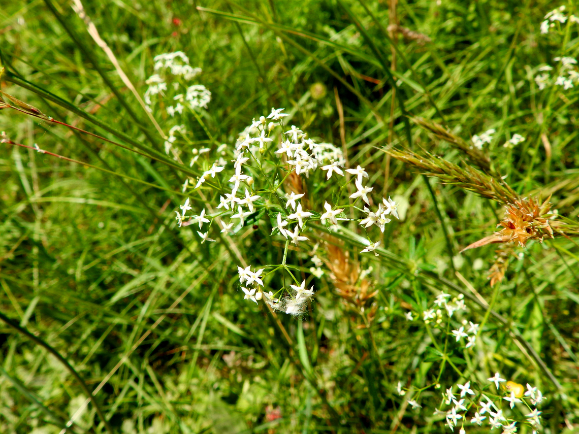 Hedge bedstraw - Galium mollugo R&eacute;serve naturelle du Taubergiessen, Germany.  Galium mollugo,Geotagged,Germany,Hedge bedstraw,Spring