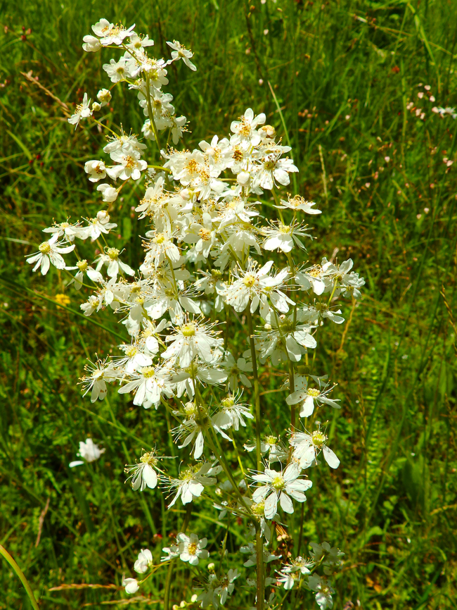 Dropwort - Filipendula vulgaris R&eacute;serve naturelle du Taubergiessen, Germany.  Dropwort,Filipendula vulgaris,Geotagged,Germany,Spring