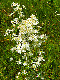 Dropwort - Filipendula vulgaris Réserve naturelle du Taubergiessen, Germany.  Dropwort,Filipendula vulgaris,Geotagged,Germany,Spring
