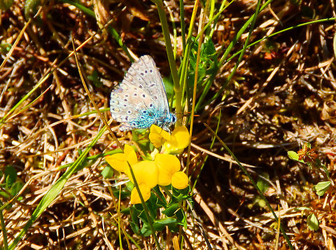 Adonis blue - Lysandra bellargus R&eacute;serve naturelle du Taubergiessen, Germany.  Adonis blue,Geotagged,Germany,Lysandra bellargus,Pollyommatus bellargus,Spring
