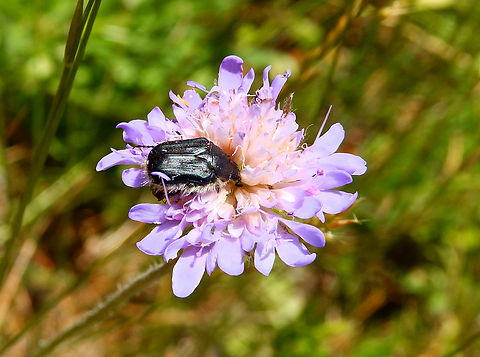 Tropinota hirta Réserve naturelle du Taubergiessen, Germany.  Geotagged,Germany,Spring,Tropinota hirta