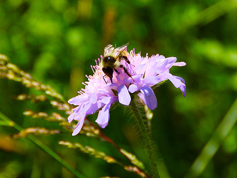 Sand-coloured Carder Bee - Bombus veteranus R&eacute;serve naturelle du Taubergiessen, Germany.  Bombus veteranus,Geotagged,Germany,Sand-coloured Carder Bee,Spring