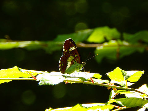 White admiral - Limenitis camilla R&eacute;serve naturelle du Taubergiessen, Germany.  Geotagged,Germany,Limenitis camilla,Spring,White admiral
