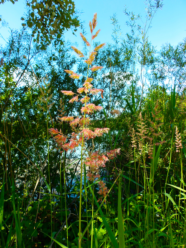 Phalaris arundinacea R&eacute;serve naturelle du Taubergiessen, Germany.  Geotagged,Germany,Phalaris arundinacea,Spring