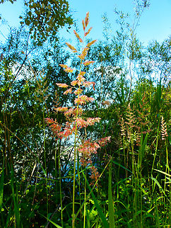Phalaris arundinacea Réserve naturelle du Taubergiessen, Germany.  Geotagged,Germany,Phalaris arundinacea,Spring