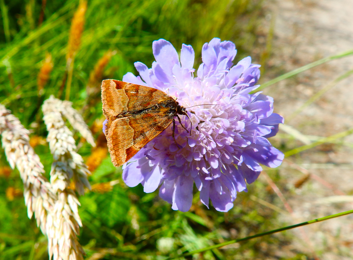 Burnet Companion Moth - Euclidia glyphica R&eacute;serve naturelle du Taubergiessen, Germany.  Burnet Companion Moth,Euclidia glyphica,Geotagged,Germany,Spring