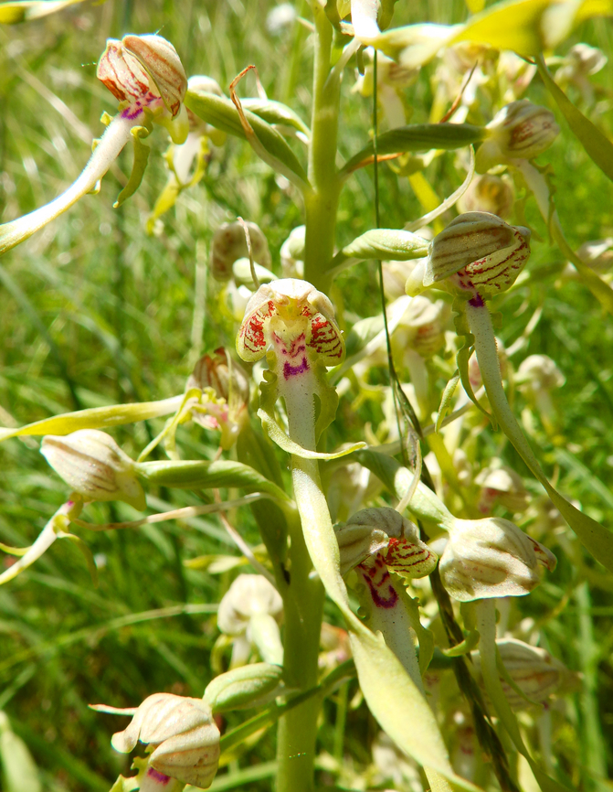 Lizard orchid - Himantoglossum hircinum R&eacute;serve naturelle du Taubergiessen, Germany.  Geotagged,Germany,Himantoglossum hircinum,Spring,lizard orchid