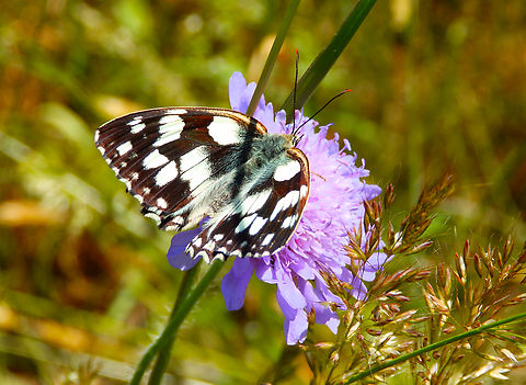 Marbled White - Melanargia galathea Réserve naturelle du Taubergiessen, Germany.  Geotagged,Germany,Marbled White,Melanargia galathea,Spring