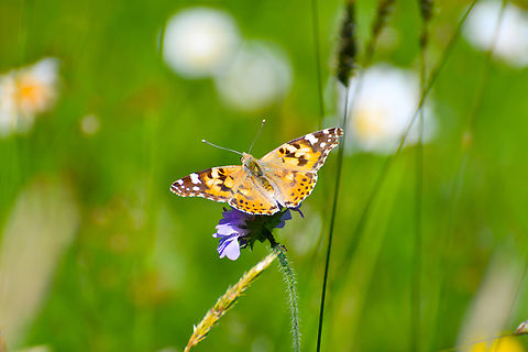 Painted Lady - Vanessa cardui Réserve naturelle du Taubergiessen, Germany.  Geotagged,Germany,Painted Lady,Spring,Vanessa cardui