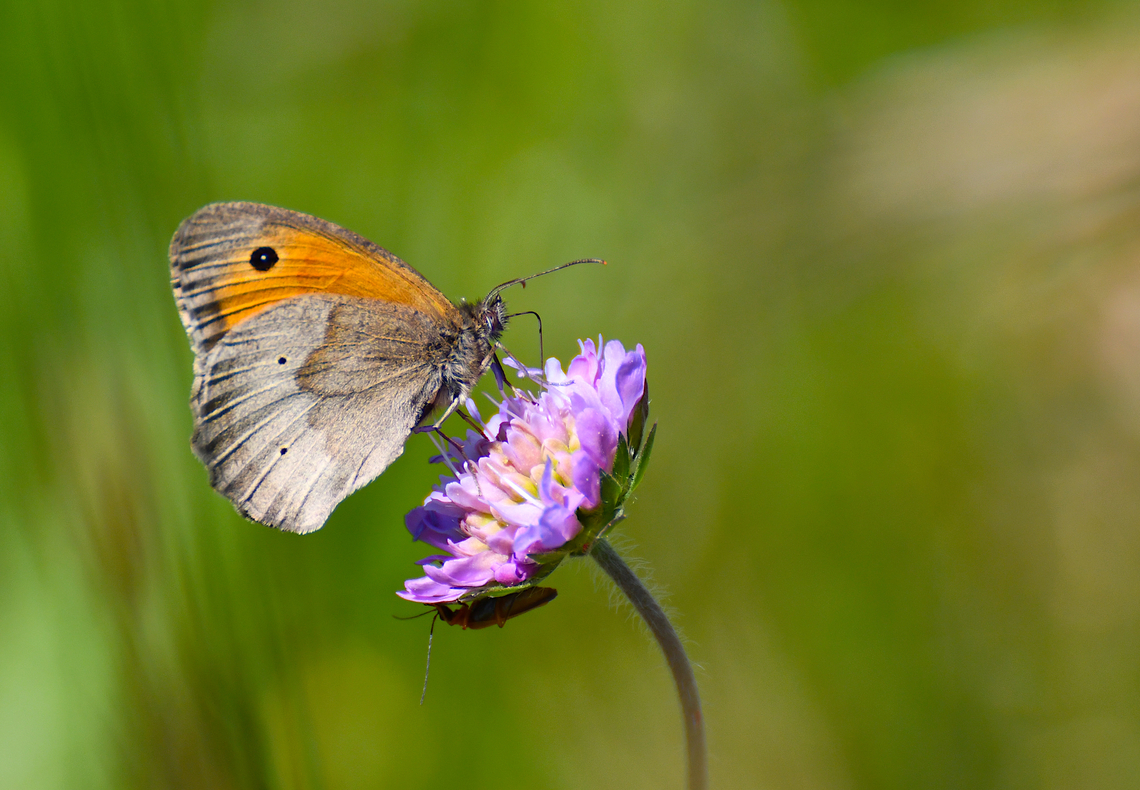 Meadow Brown - Maniola jurtina R&eacute;serve naturelle du Taubergiessen, Germany.  Geotagged,Germany,Maniola jurtina,Meadow Brown,Spring