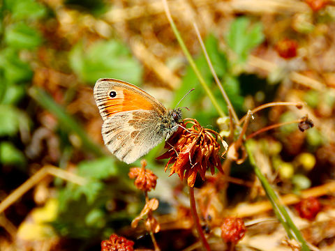 Small Heath - Coenonympha pamphilus Réserve naturelle du Taubergiessen, Germany.  Coenonympha pamphilus,Geotagged,Germany,Small Heath,Spring