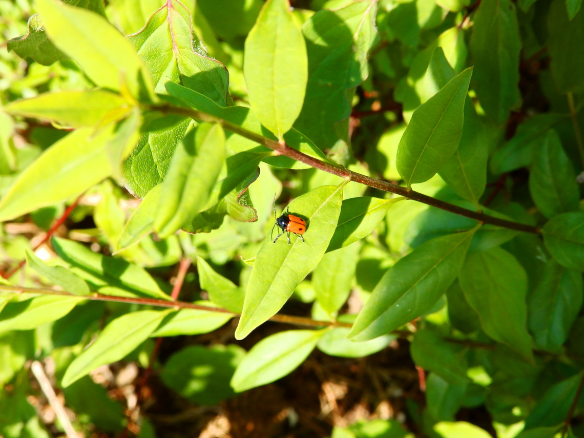 Case-bearing leaf beetle - Cryptocephalus bipunctatus Sentier vignoble et colines seches de Bollenberg. Case-bearing leaf beetle,Cryptocephalus bipunctatus,France,Geotagged,Spring