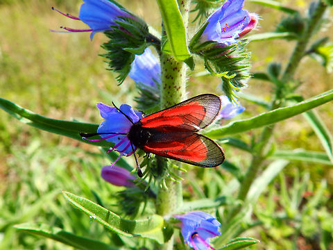 Transparent burnet - Zygaena purpuralis Sentier vignoble et colines seches de Bollenberg.  France,Geotagged,Spring,Zygaena purpuralis