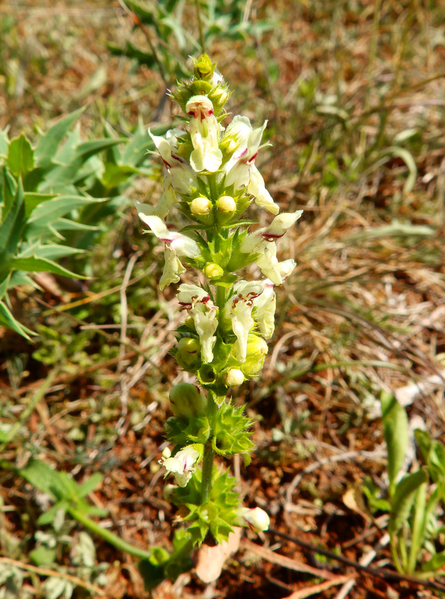 Stiff hedgenettle - Stachys recta Sentier vignoble et colines seches de Bollenberg.  France,Geotagged,Spring,Stachys recta