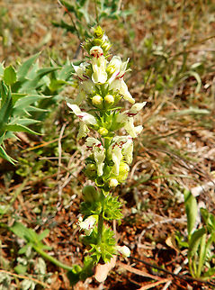 Stiff hedgenettle - Stachys recta Sentier vignoble et colines seches de Bollenberg.  France,Geotagged,Spring,Stachys recta