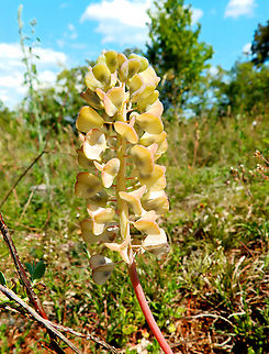 Muscari neglectum (mature plant with fruits) Sentier vignoble et colines seches de Bollenberg.  France,Geotagged,Muscari neglectum,Spring,Starch grape hyacinth