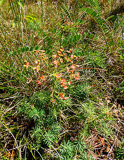 Cypress spurge - Euphorbia cyparissias Sentier vignoble et colines seches de Bollenberg.  Cypress spurge,Euphorbia cyparissias,France,Geotagged,Spring