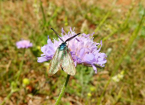Green forester - Adscita statices Sentier vignoble et colines seches de Bollenberg.  Adscita statices,France,Geotagged,Green forester,Spring