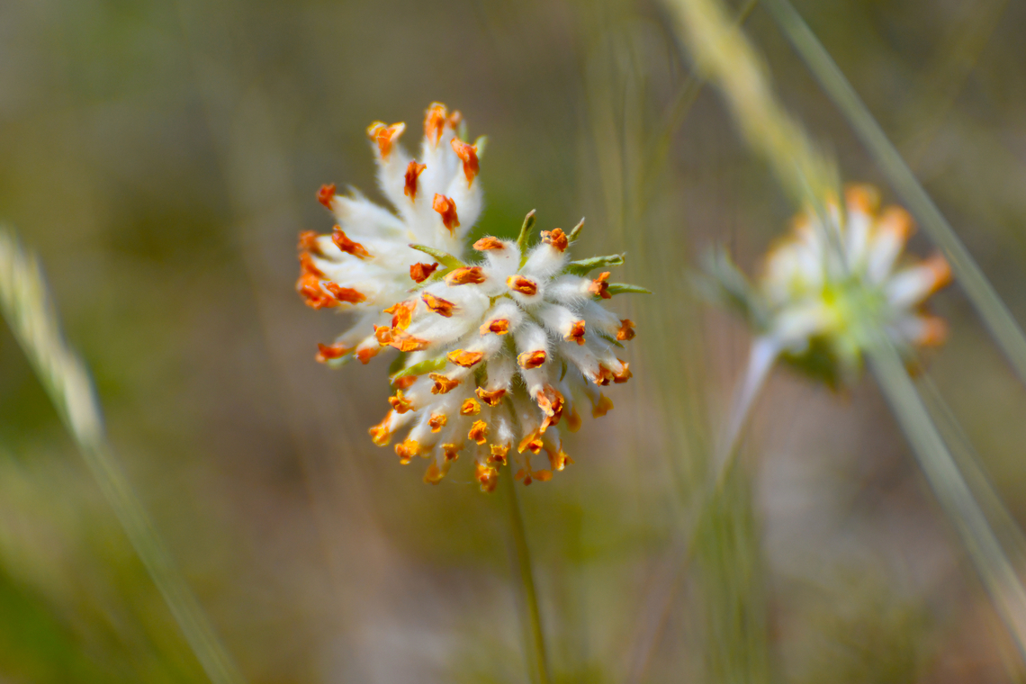 Common Kidneyvetch - Anthyllis vulneraria Sentier vignoble et colines seches de Bollenberg.  Anthyllis vulneraria,Common Kidneyvetch,France,Geotagged,Spring