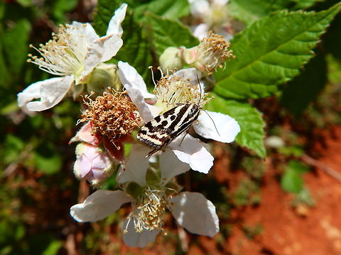 Spotted sulphur - Emmelia trabealis Sentier vignoble et colines seches de Bollenberg.  Emmelia trabealis,France,Geotagged,Spotted sulphur,Spring