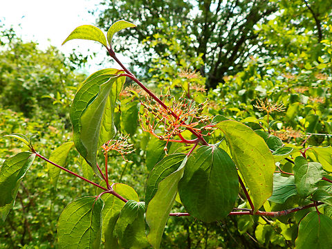 Cornelian cherry - Cornus mas Sentier vignoble et colines seches de Bollenberg.  Cornelian cherry,Cornus mas,France,Geotagged,Spring