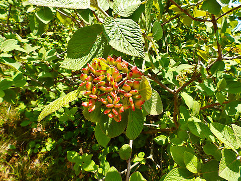 Wayfaring-Tree - Viburnum lantana Sentier vignoble et colines seches de Bollenberg.  France,Geotagged,Spring,Viburnum lantana,Wayfaring-Tree