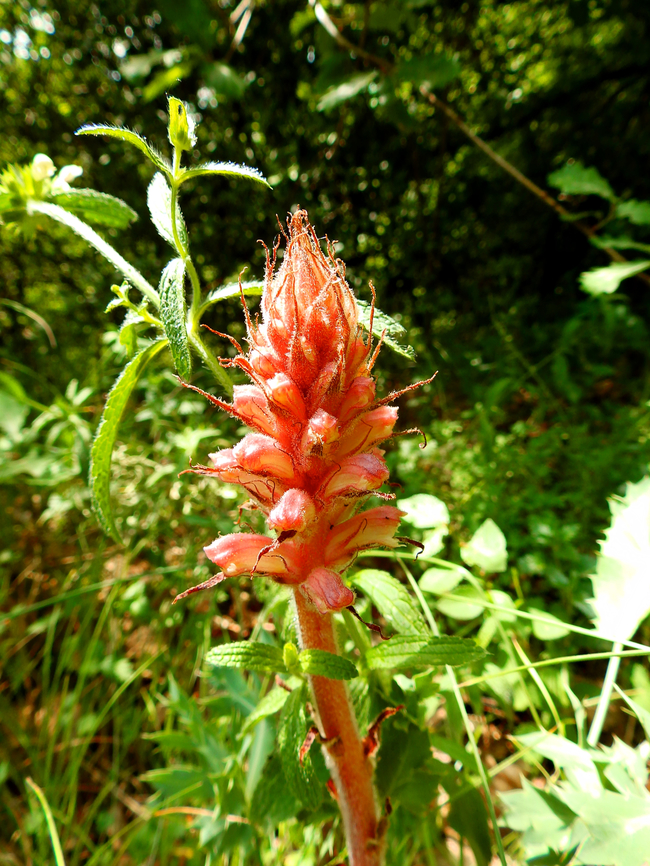 Amethyst broomrape - Orobanche amethystea Sentier vignoble et colines seches de Bollenberg.  Amethyst broomrape,France,Geotagged,Orobanche amethystea,Spring