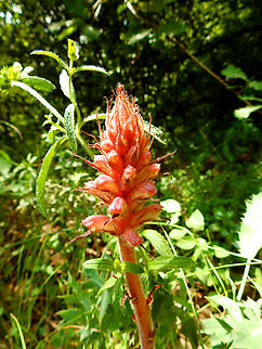 Amethyst broomrape - Orobanche amethystea Sentier vignoble et colines seches de Bollenberg.  Amethyst broomrape,France,Geotagged,Orobanche amethystea,Spring
