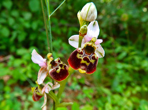 Ophrys fuciflora Sentier vignoble et colines seches de Bollenberg.  France,Geotagged,Ophrys fuciflora,Spring