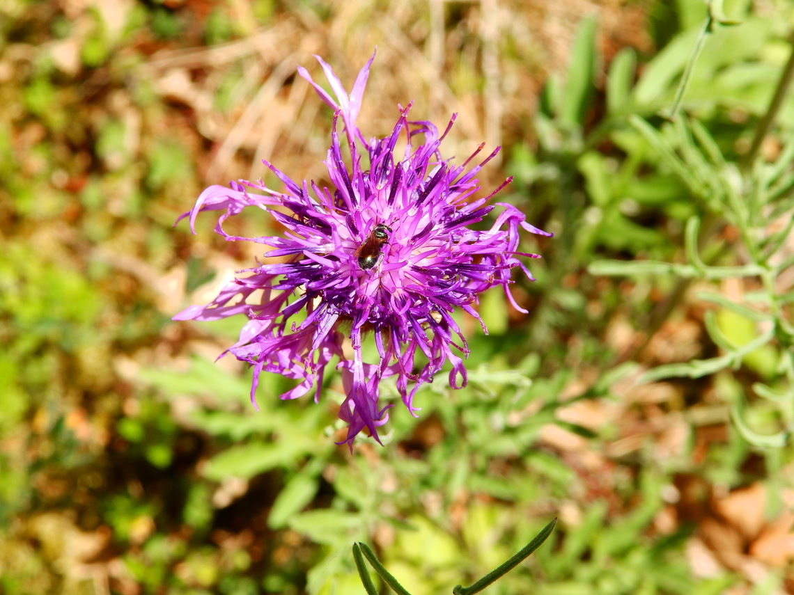 Greater Knapweed- Centaurea scabiosa Sentier vignoble et colines seches de Bollenberg.  Centaurea scabiosa,France,Geotagged,Greater Knapweed,Spring