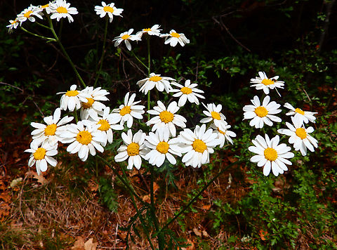 Corymbflower tansy - Tanacetum corymbosum Sentier vignoble et colines seches de Bollenberg.  Corymbflower tansy,France,Geotagged,Spring,Tanacetum corymbosum