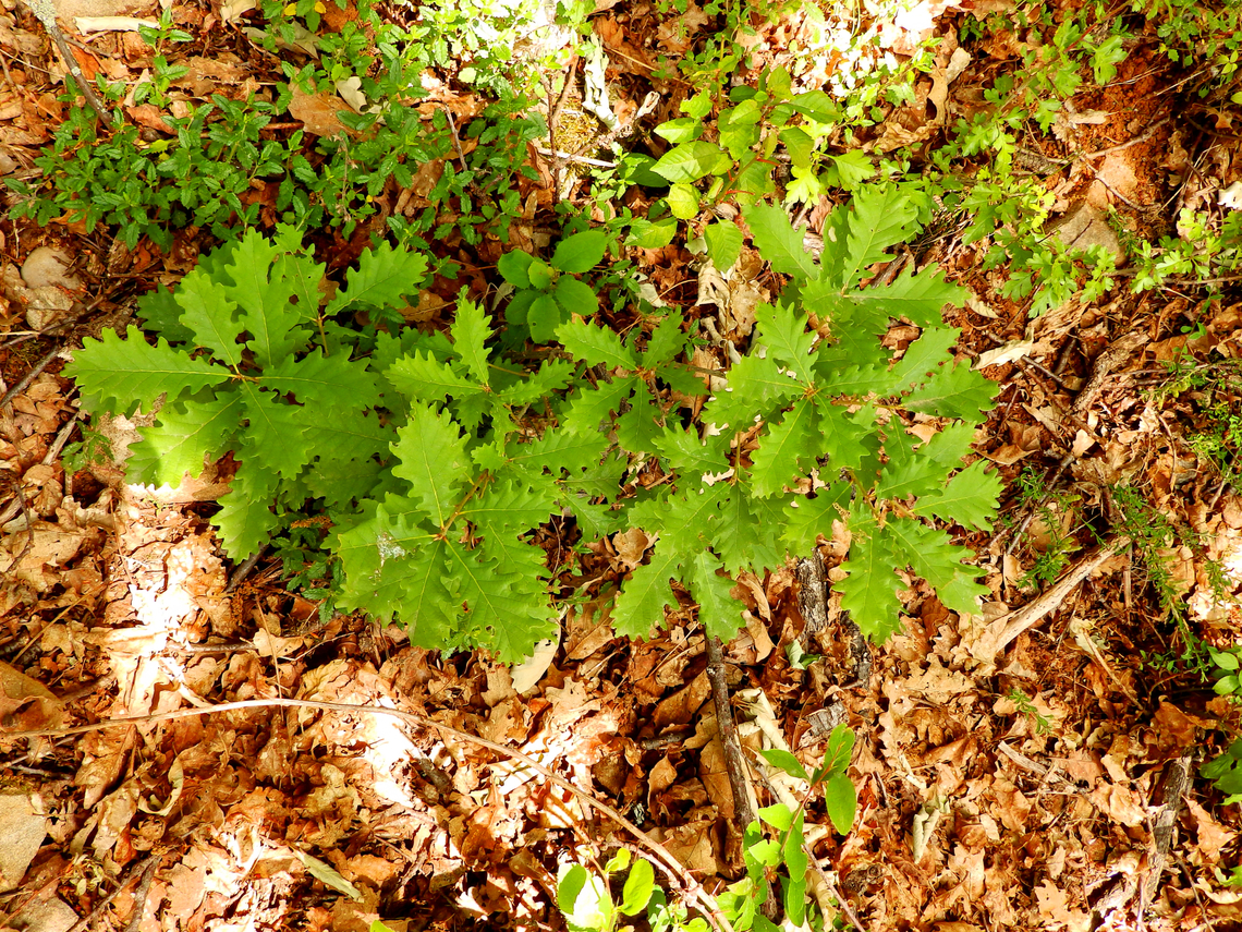 Downy oak - Quercus pubescens Sentier vignoble et colines seches de Bollenberg.  Downy oak,France,Geotagged,Quercus pubescens,Spring