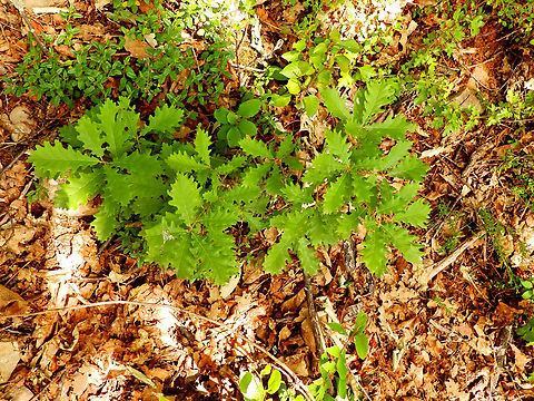 Downy oak - Quercus pubescens Sentier vignoble et colines seches de Bollenberg.  Downy oak,France,Geotagged,Quercus pubescens,Spring