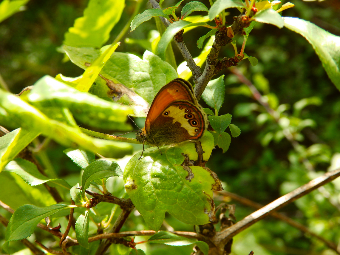 Pearly Heath - Coenonympha arcania Sentier vignoble et colines seches de Bollenberg.  Coenonympha arcania,France,Geotagged,Pearly Heath,Spring