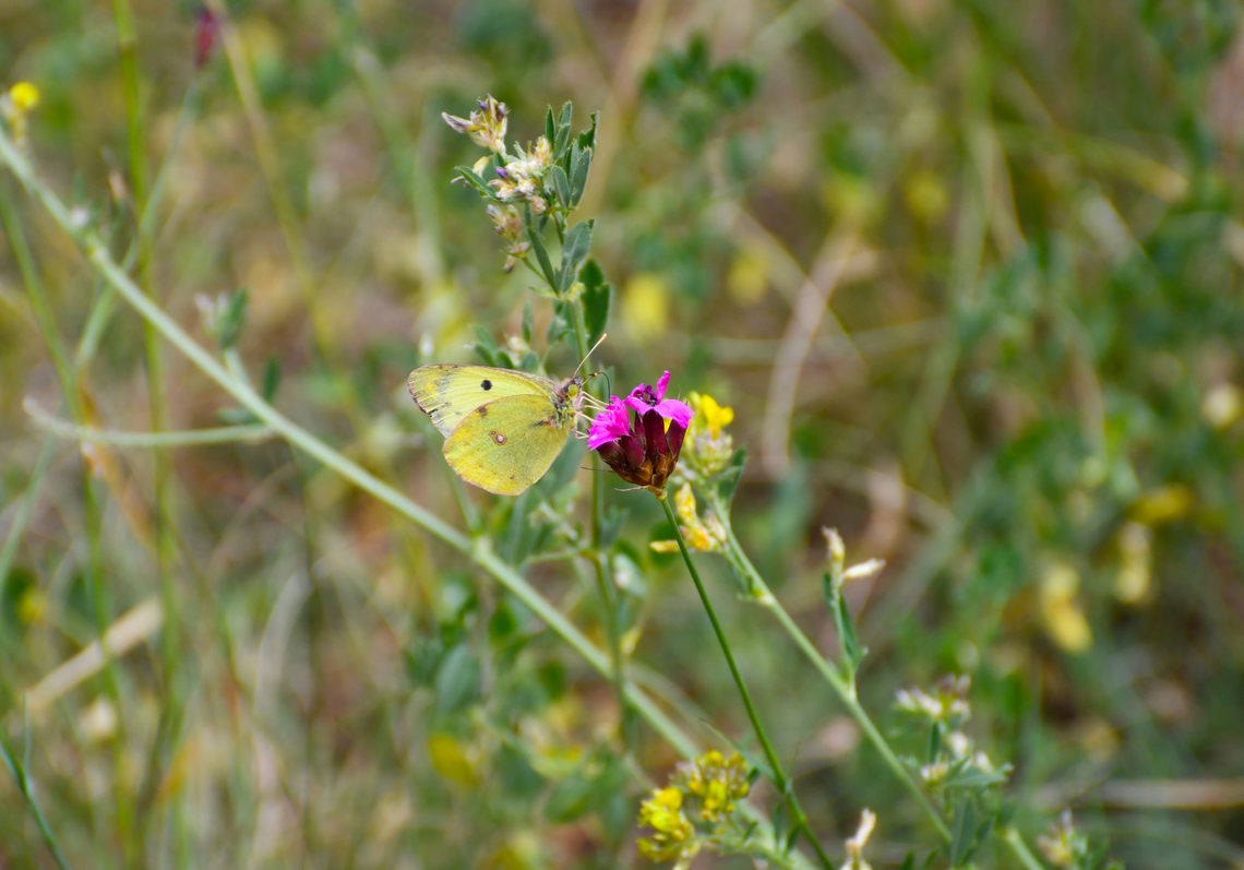 Pale clouded yellow - Colias hyale Sentier vignoble et colines seches de Bollenberg.  Colias hyale,France,Geotagged,Pale clouded yellow,Spring