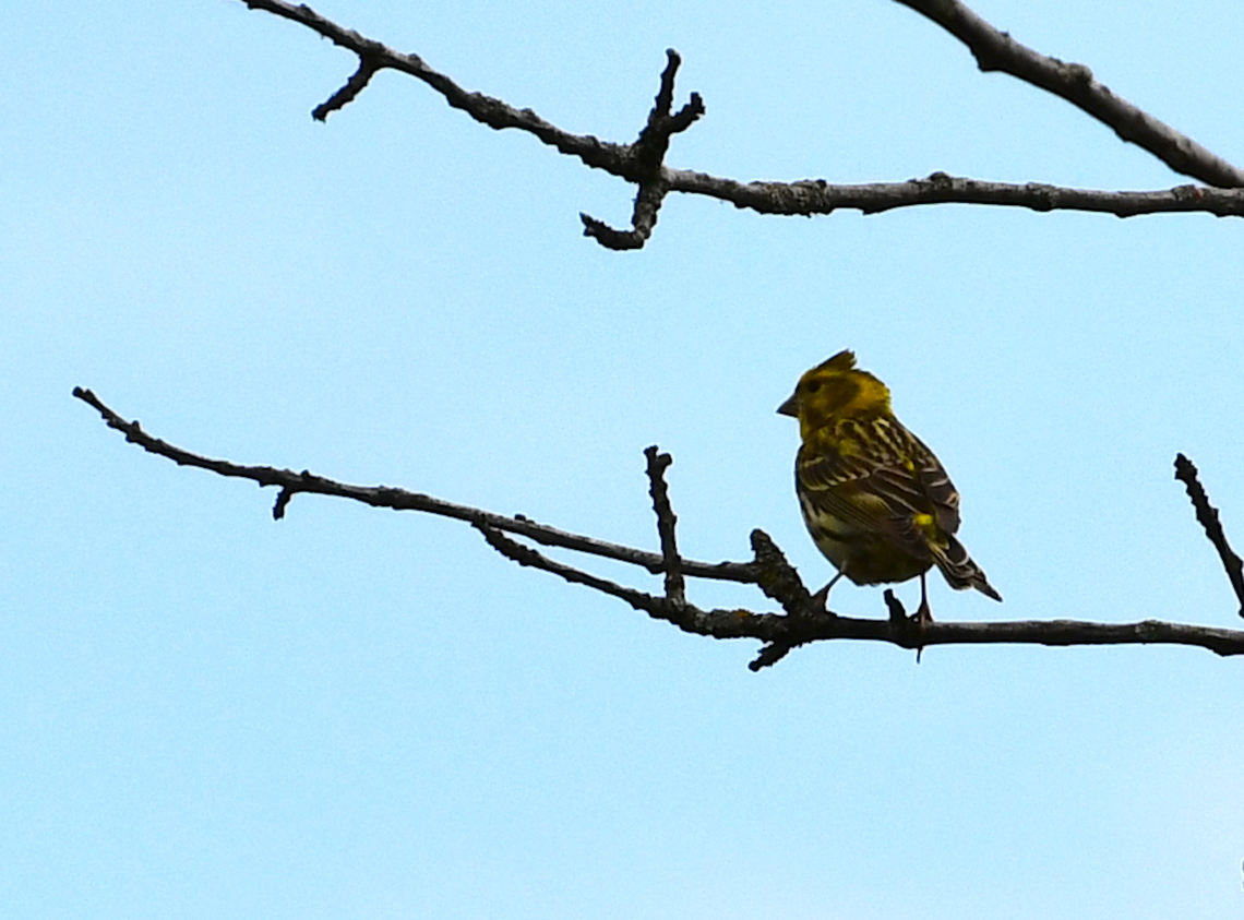 European serin - Serinus serinus Sentier vignoble et colines seches de Bollenberg.  European serin,France,Geotagged,Serinus serinus,Spring